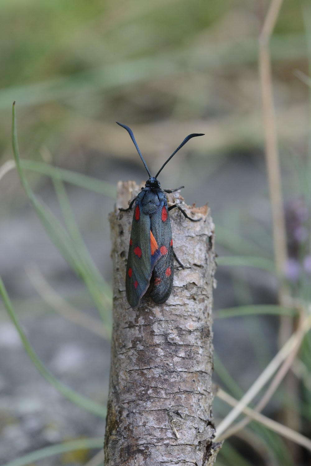 Zygaena filipendulae?
